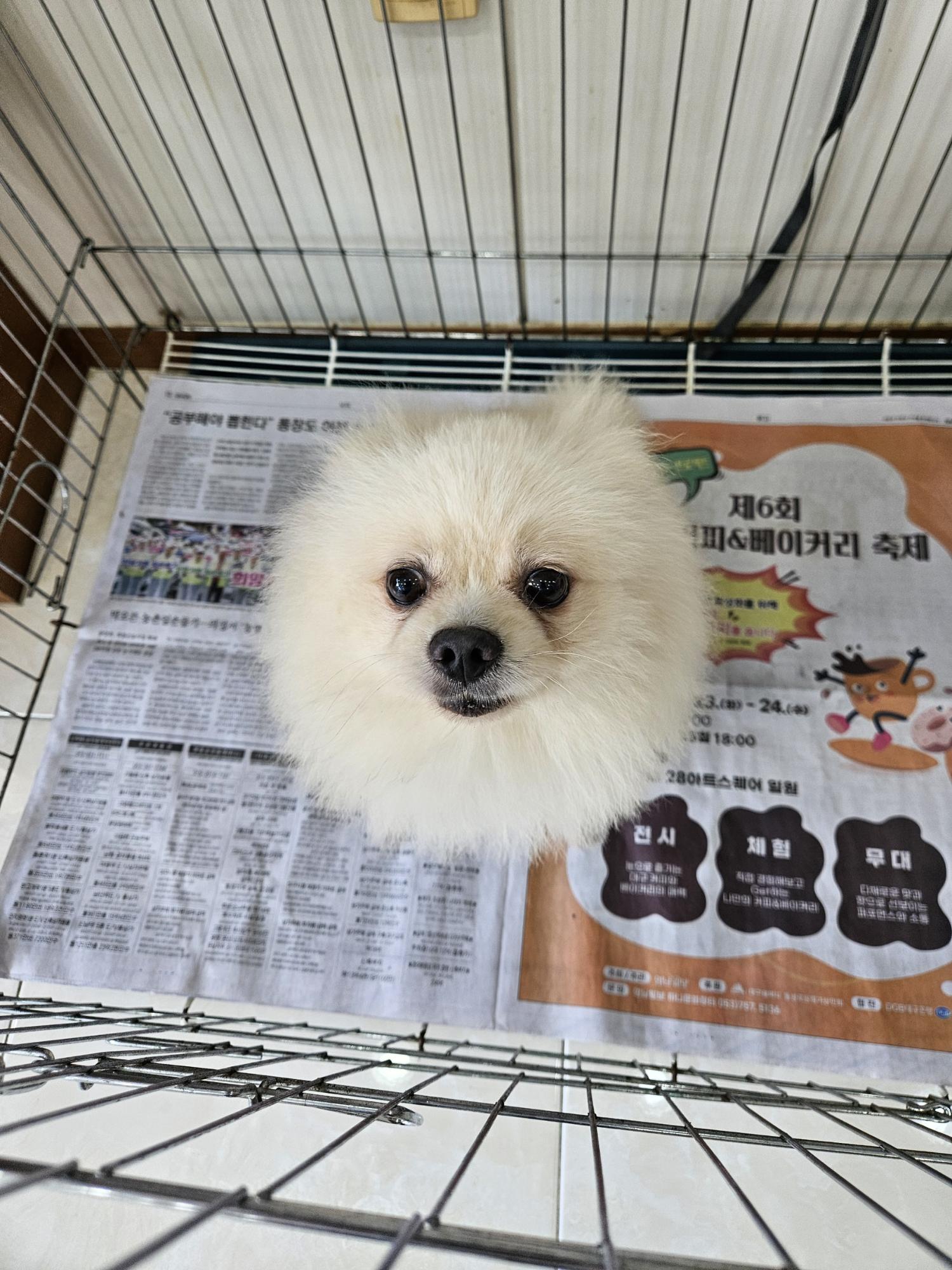 포메라니안 이미지 파일 입니다.