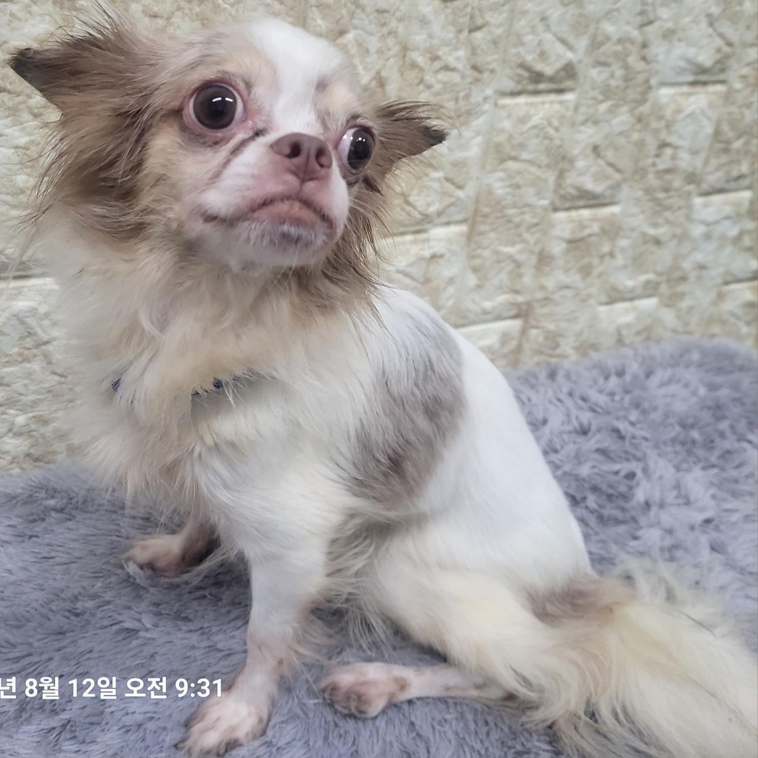 치와와 이미지 파일 입니다.