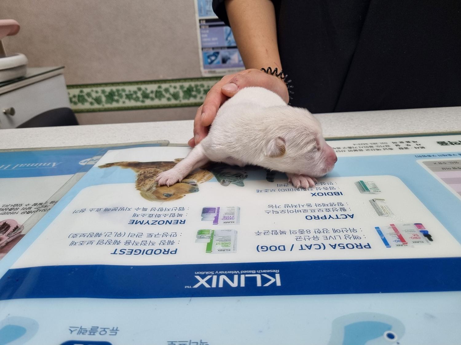 믹스견 이미지 파일 입니다.
