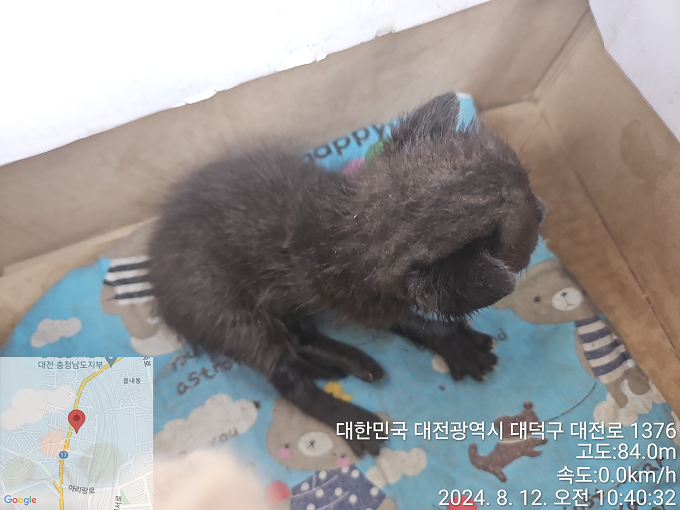 한국 고양이 이미지 파일 입니다.