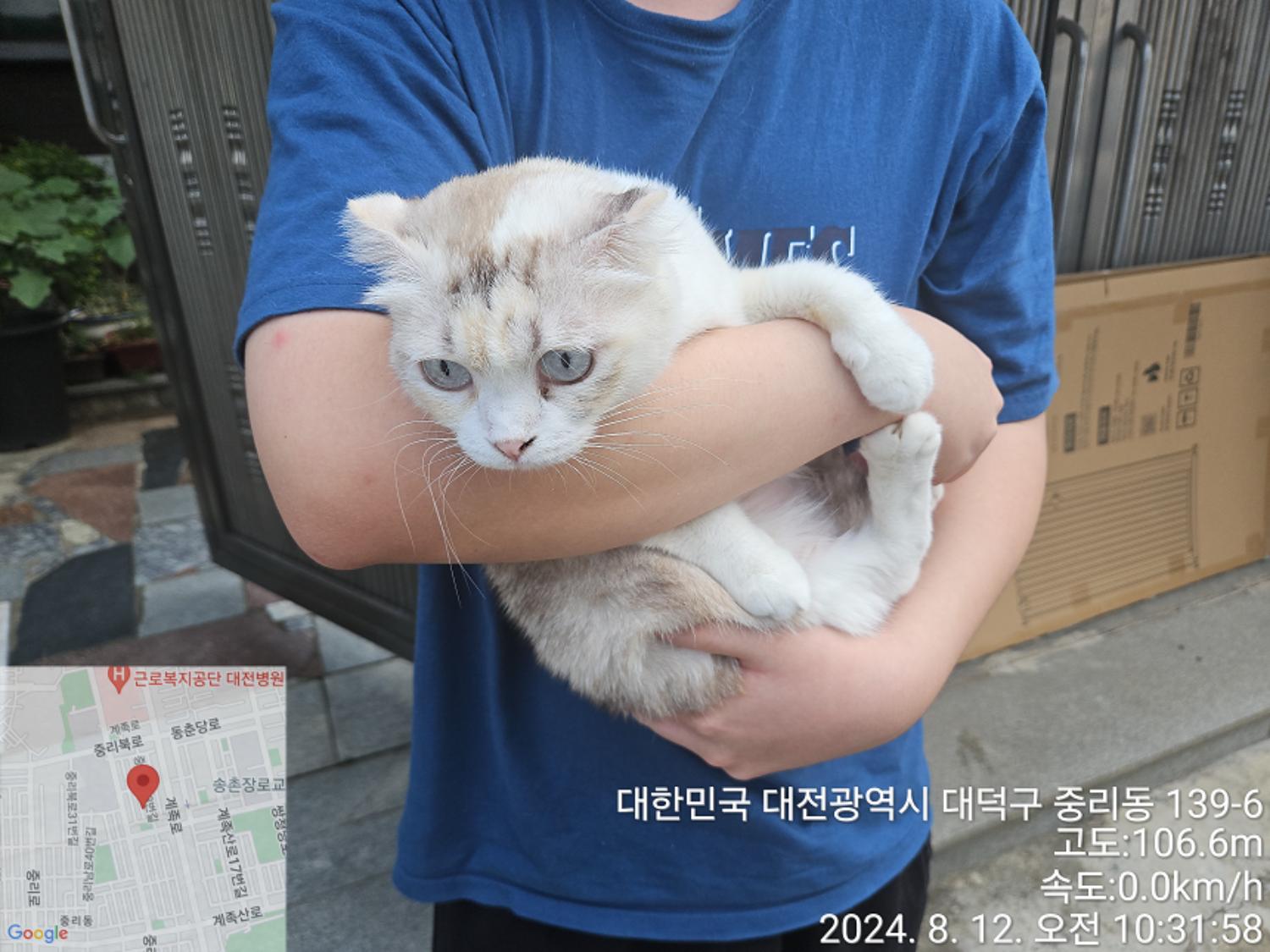 스코티시폴드 이미지 파일 입니다.