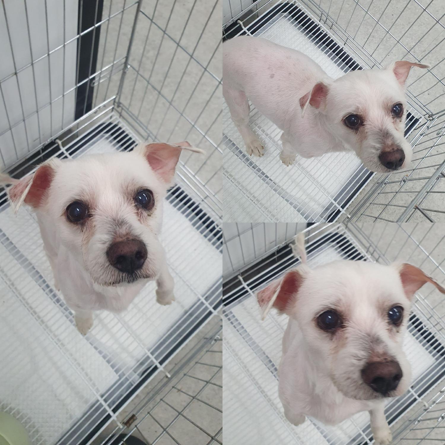 믹스견 이미지 파일 입니다.