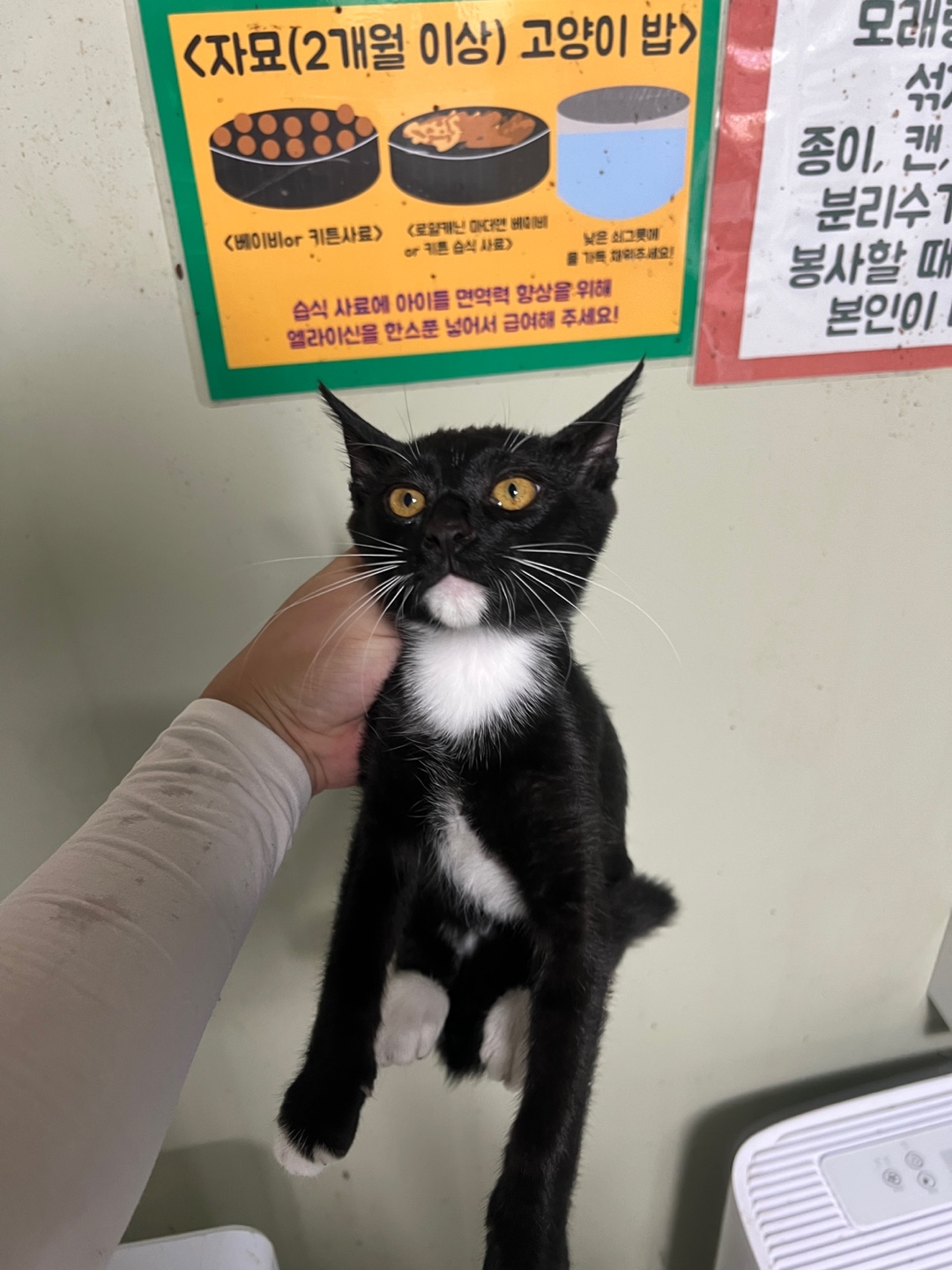 한국 고양이 이미지 파일 입니다.