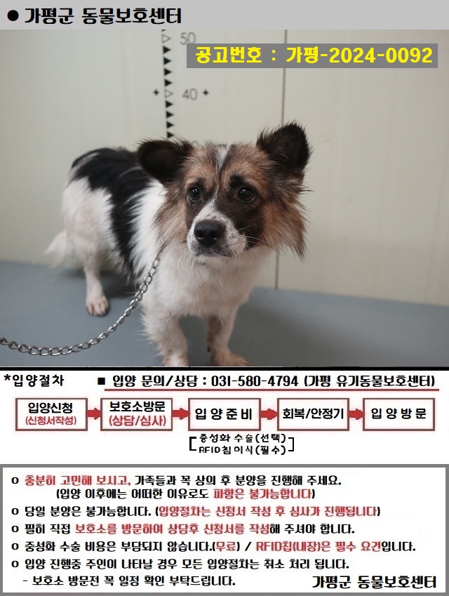 믹스견 이미지 파일 입니다.