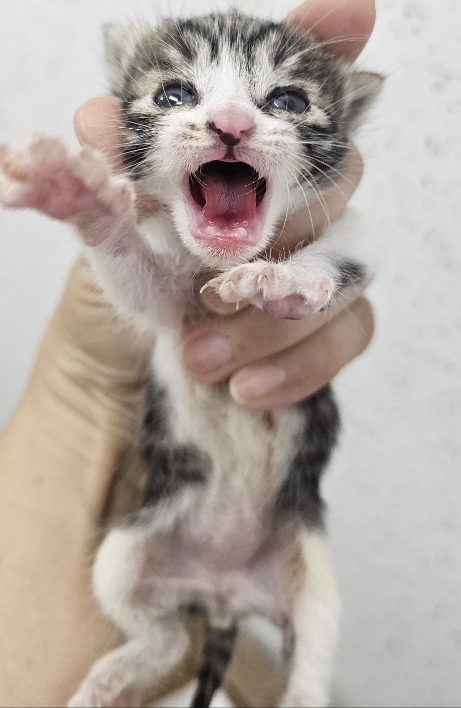 한국 고양이 이미지 파일 입니다.