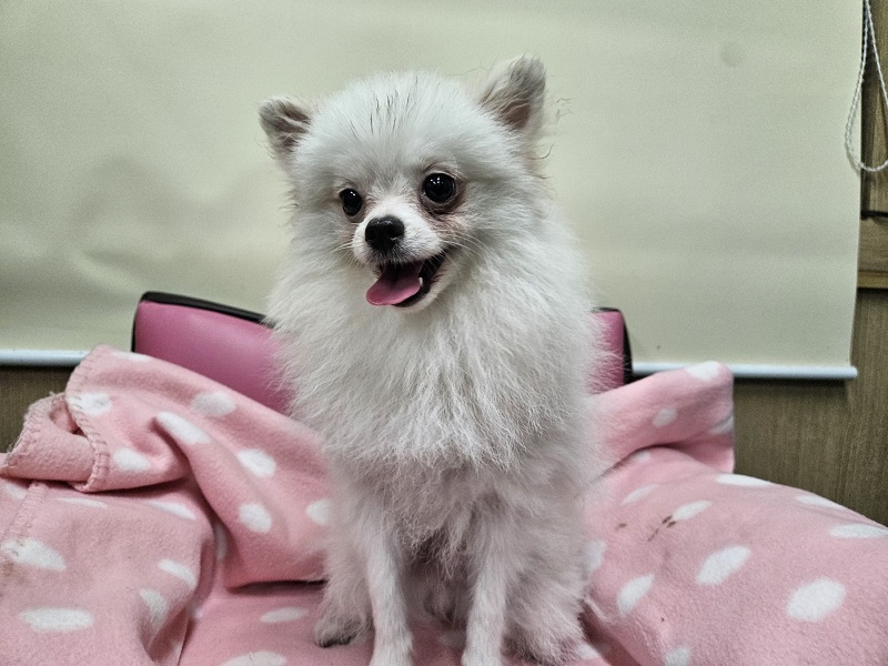 포메라니안 이미지 파일 입니다.