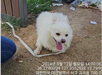 포메라니안 이미지 파일 입니다.