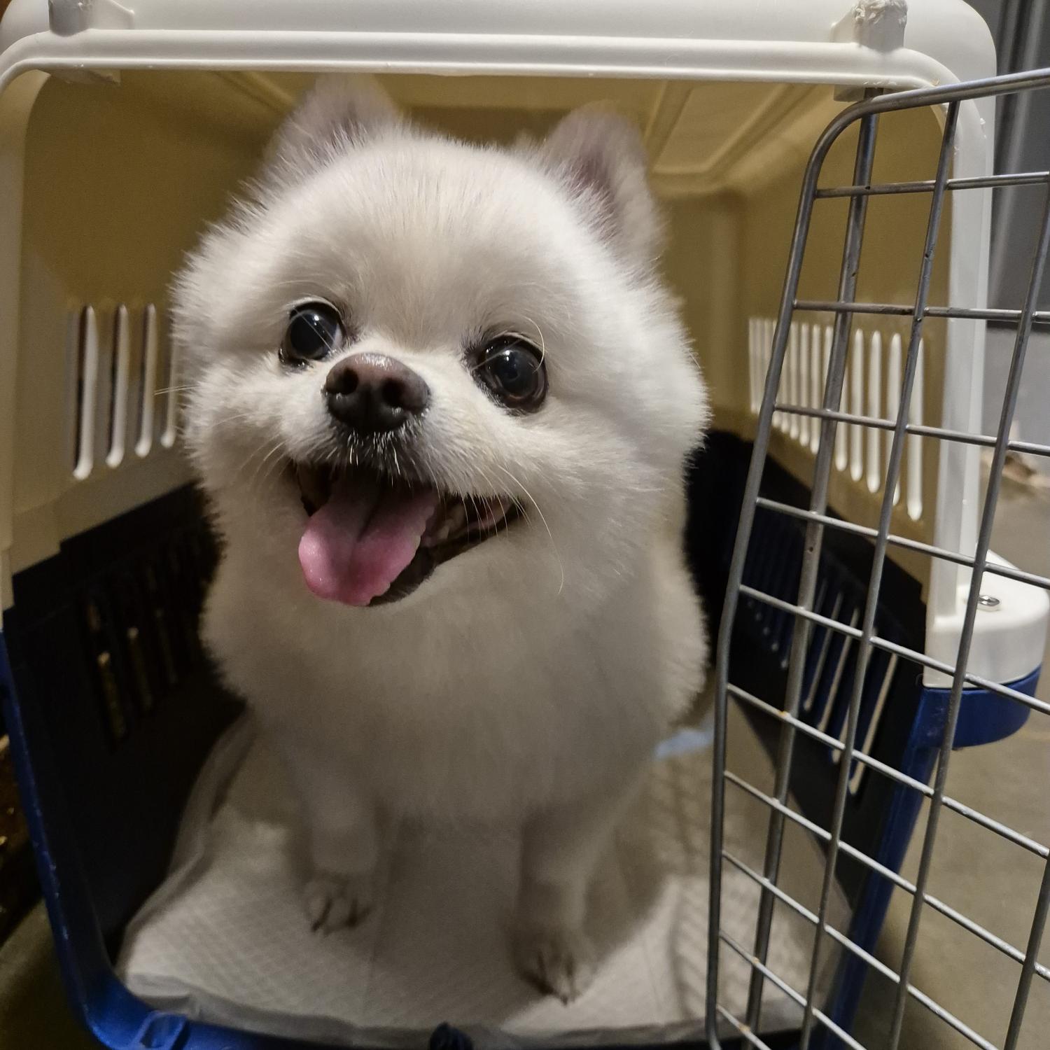 포메라니안 이미지 파일 입니다.