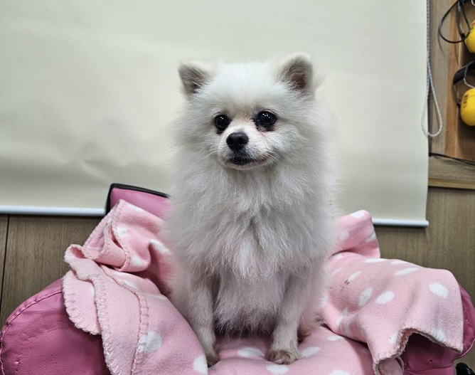 포메라니안 이미지 파일 입니다.