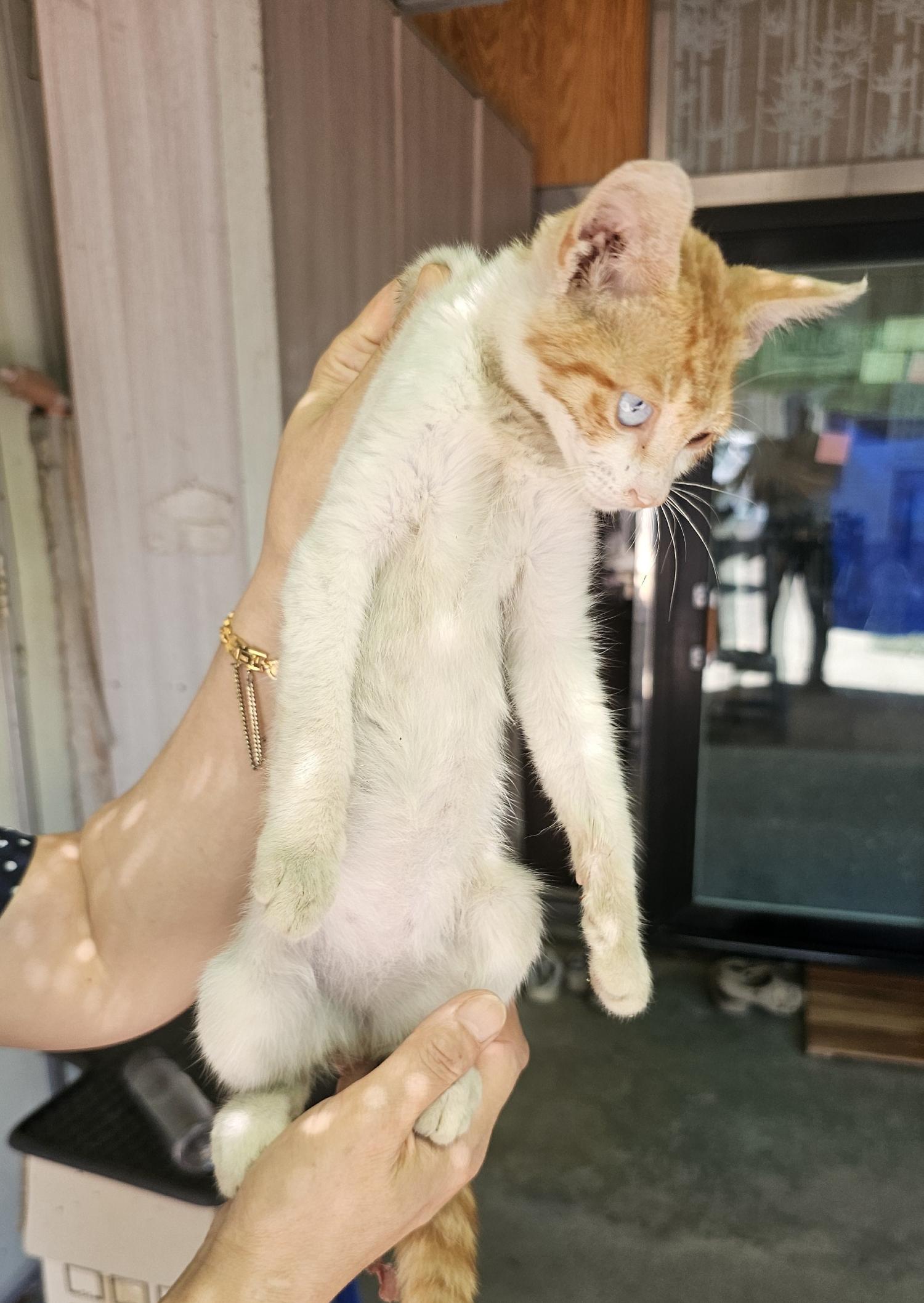 한국 고양이 이미지 파일 입니다.