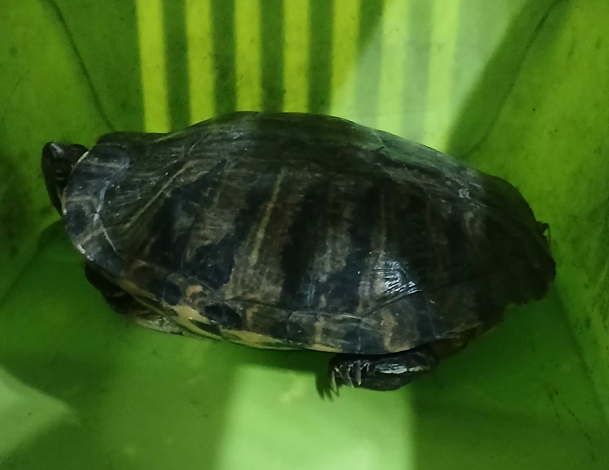 [기타축종] 거북이 이미지 파일 입니다.