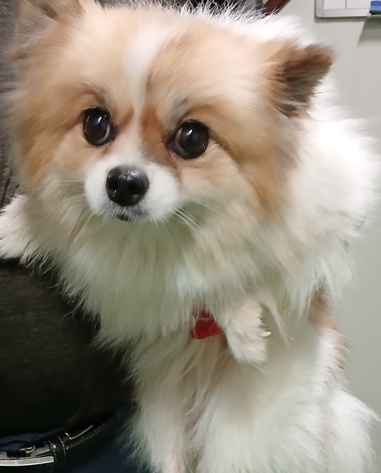 포메라니안 이미지 파일 입니다.
