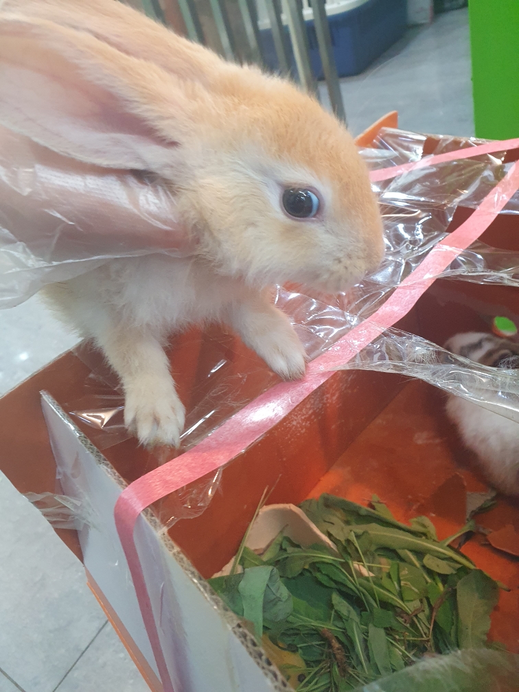[기타축종] 토끼 이미지 파일 입니다.
