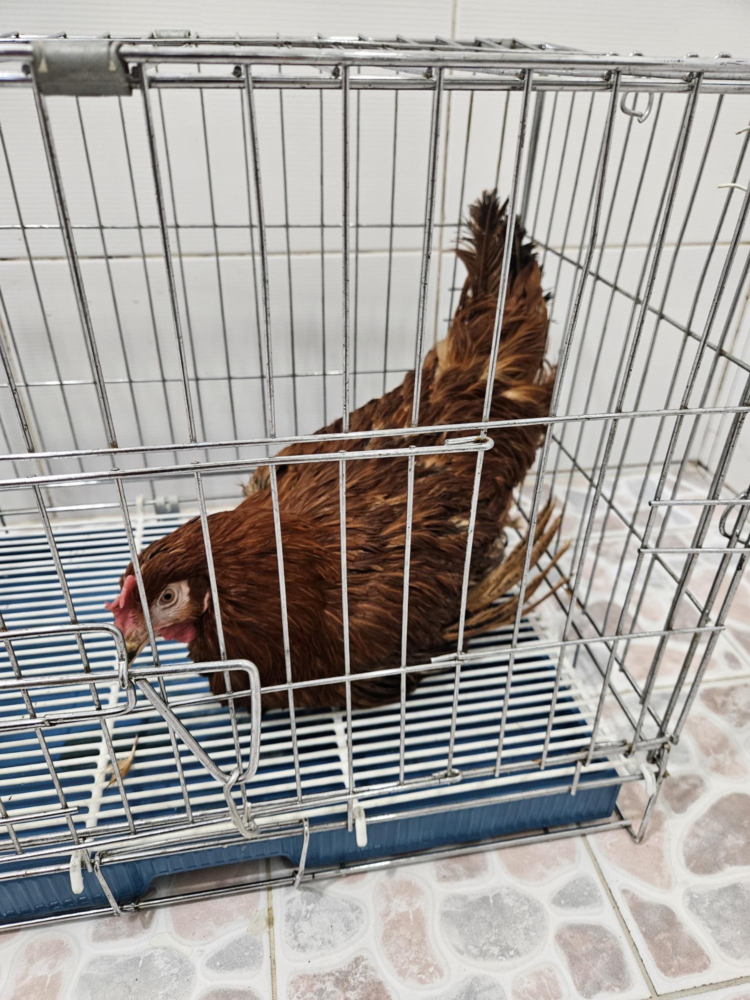 [기타축종] 닭 이미지 파일 입니다.