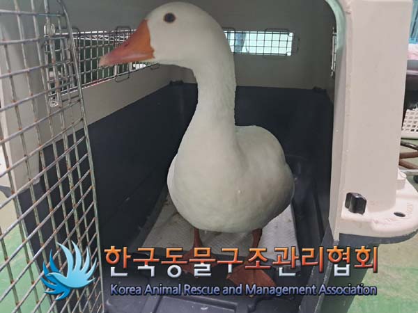 [기타축종] 거위 이미지 파일 입니다.