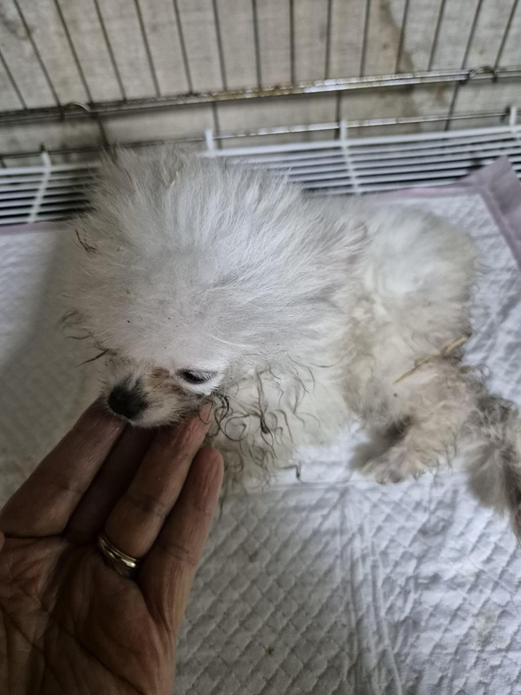 포메라니안 이미지 파일 입니다.