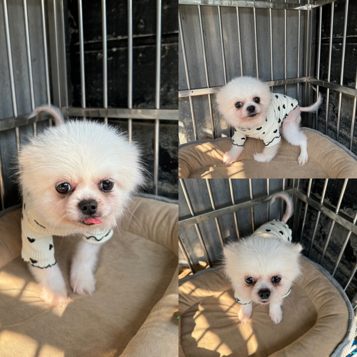포메라니안 이미지 파일 입니다.