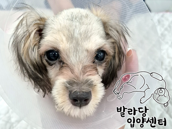 믹스견 이미지 파일 입니다.