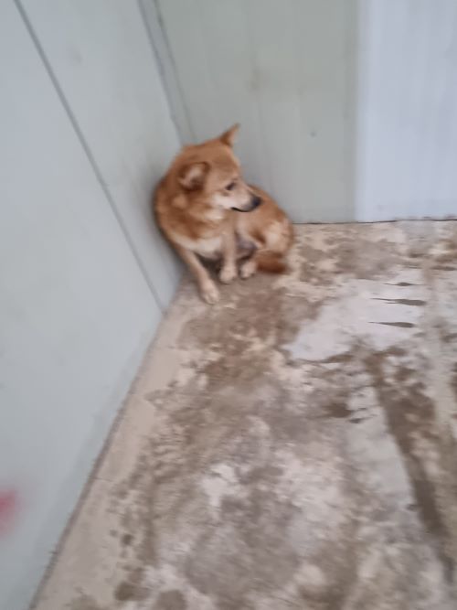 믹스견 이미지 파일 입니다.