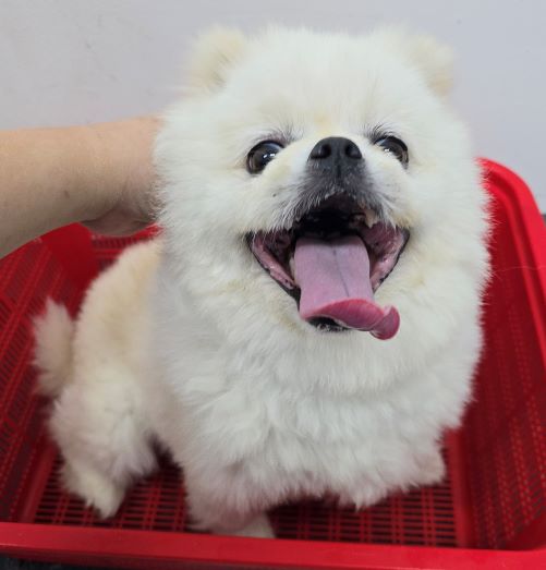포메라니안 이미지 파일 입니다.