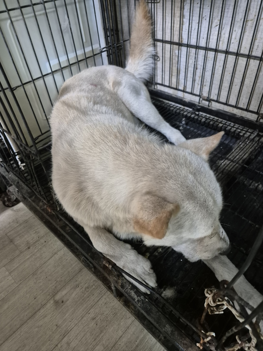 믹스견 이미지 파일 입니다.