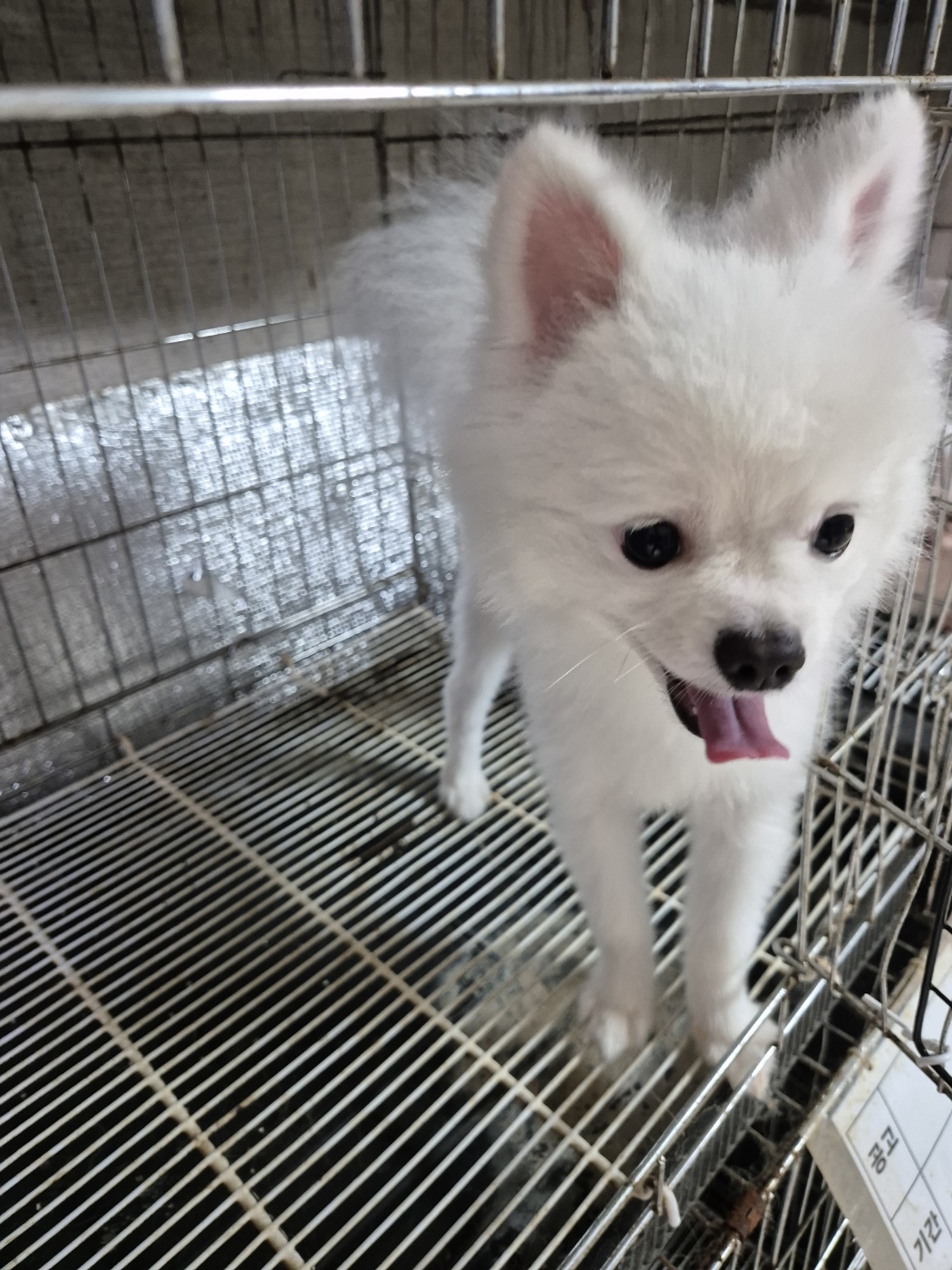 포메라니안 이미지 파일 입니다.