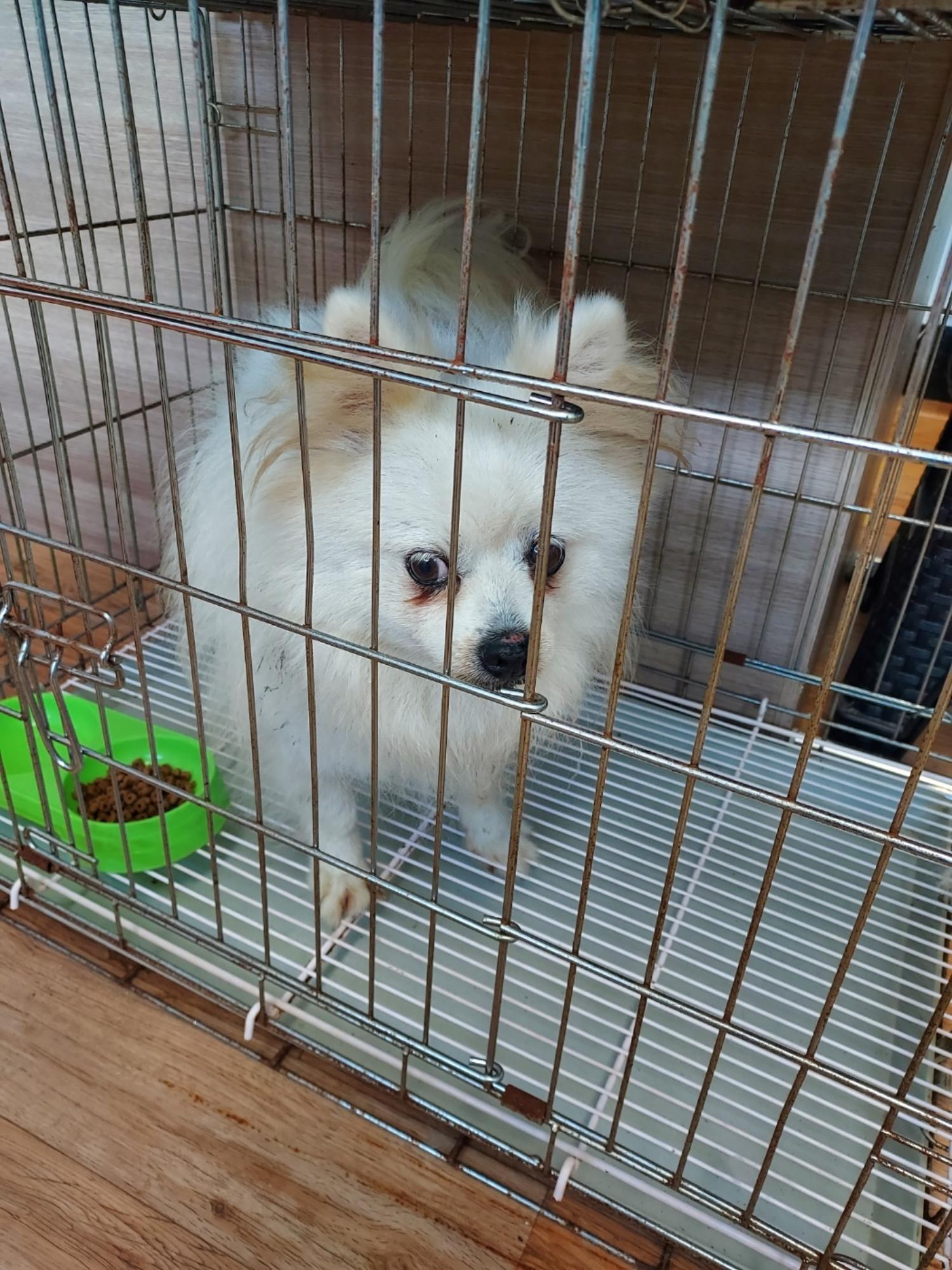 포메라니안 이미지 파일 입니다.