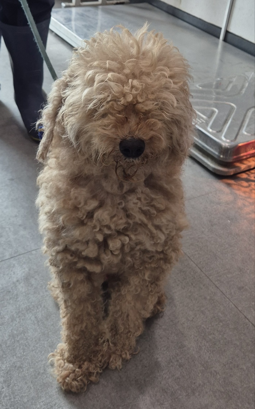 푸들 이미지 파일 입니다.