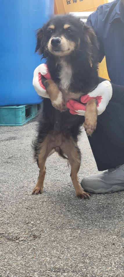 믹스견 이미지 파일 입니다.