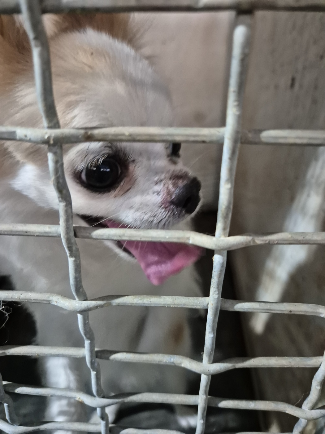 치와와 이미지 파일 입니다.