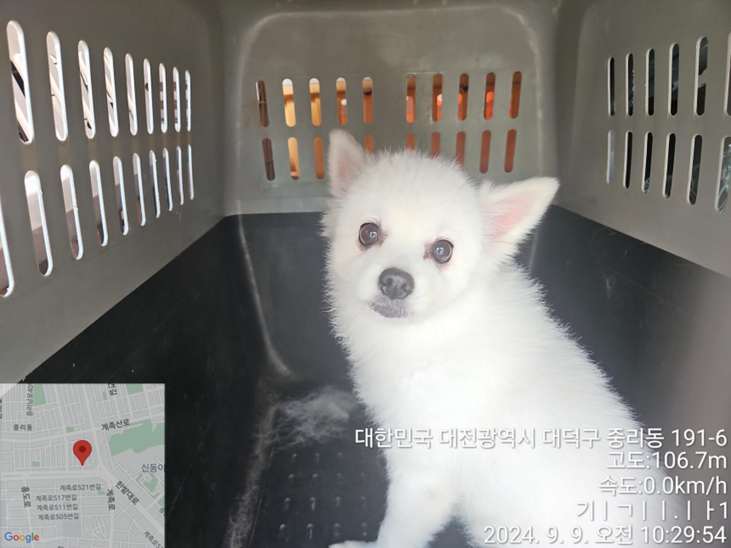 포메라니안 이미지 파일 입니다.