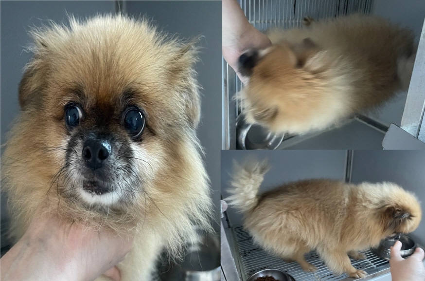 포메라니안 이미지 파일 입니다.