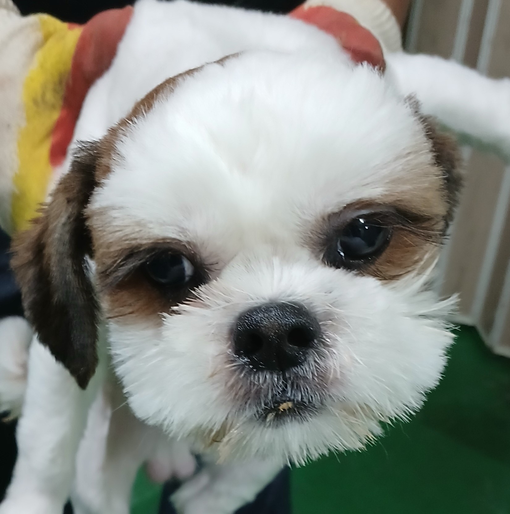 시츄 이미지 파일 입니다.
