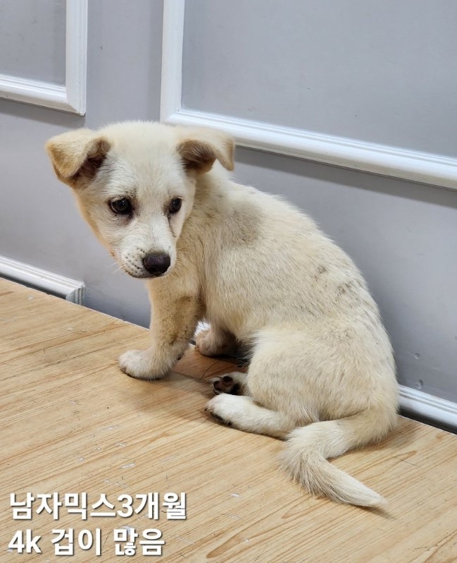 믹스견 이미지 파일 입니다.