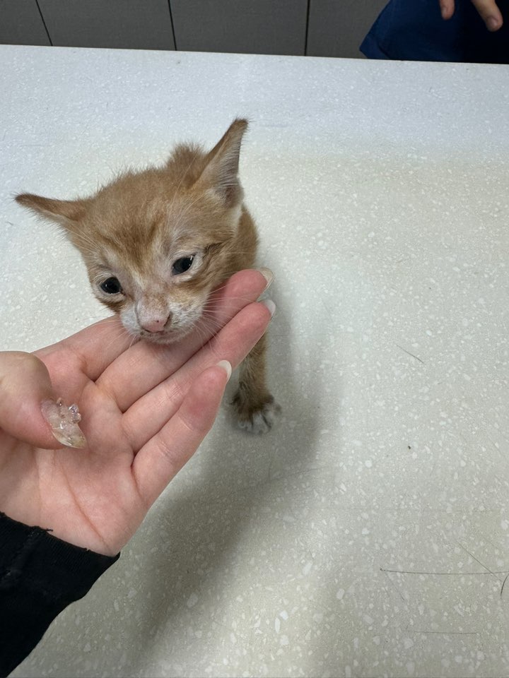 한국 고양이 이미지 파일 입니다.