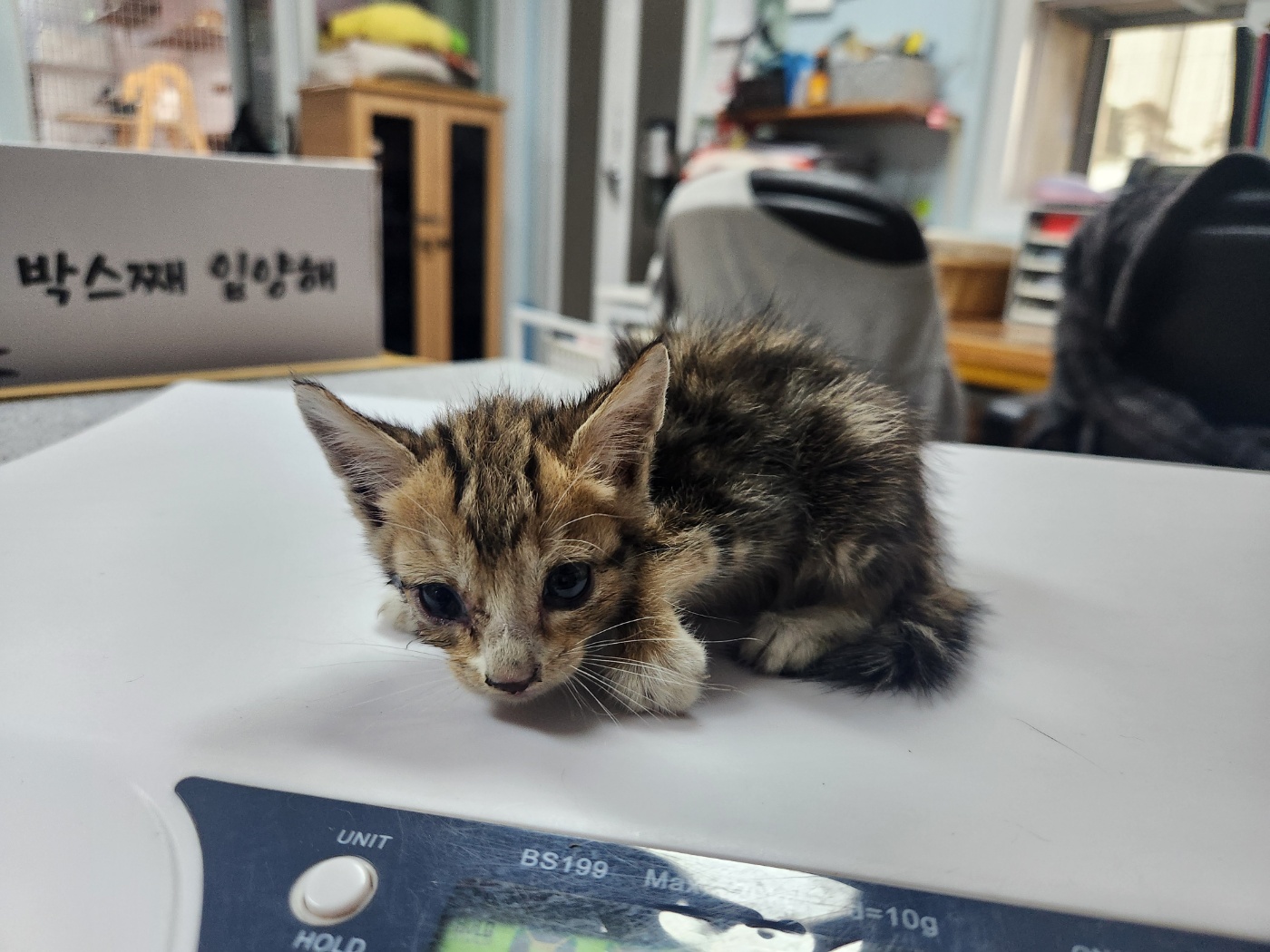 한국 고양이 이미지 파일 입니다.