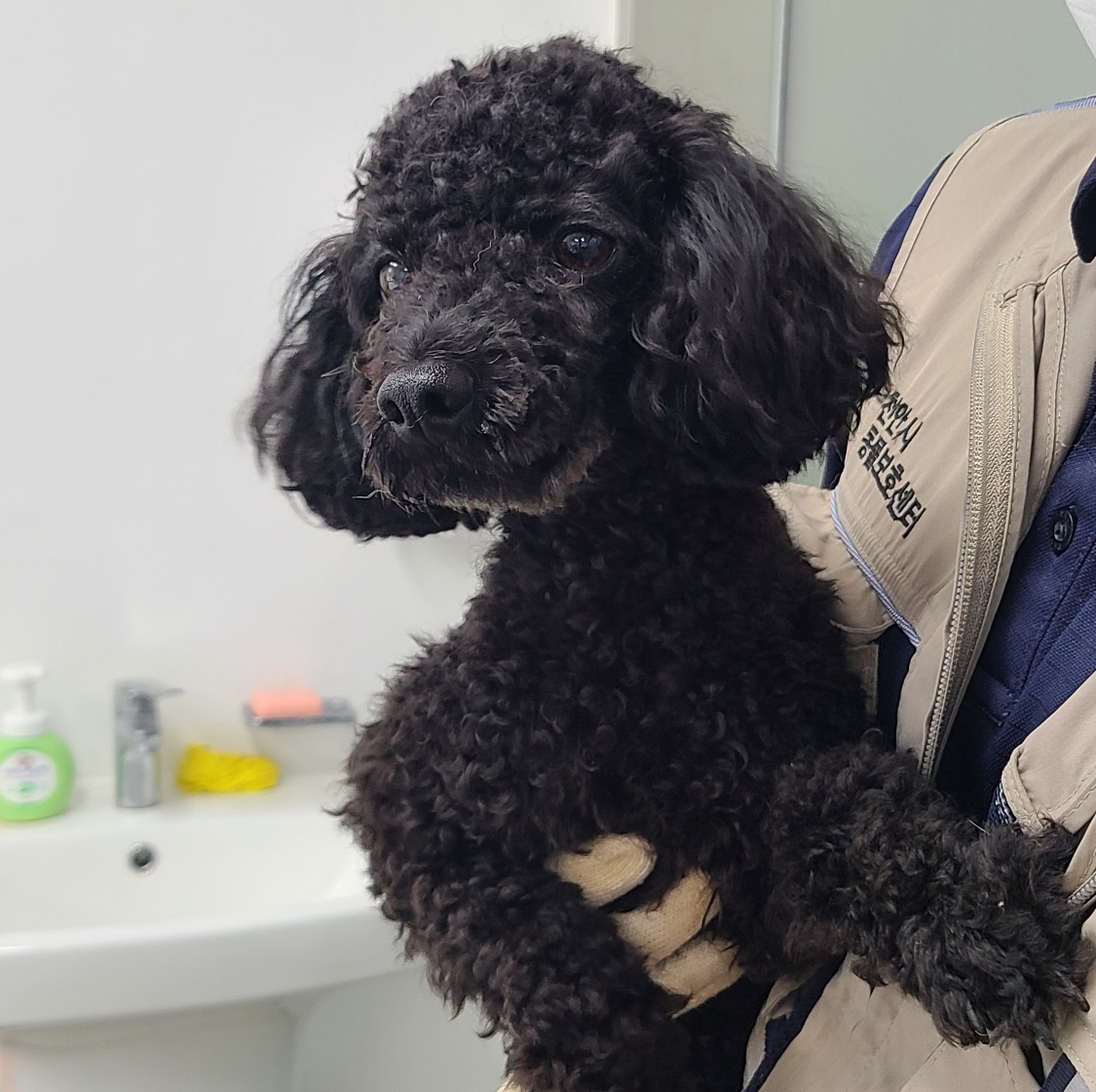 푸들 이미지 파일 입니다.