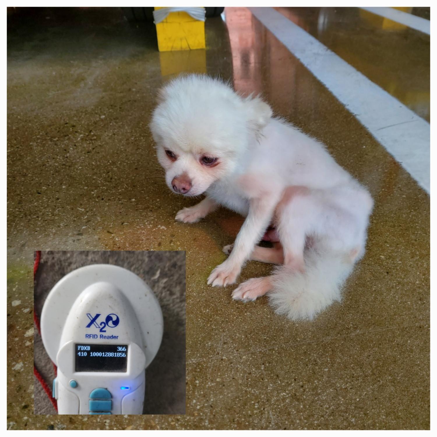 포메라니안 이미지 파일 입니다.