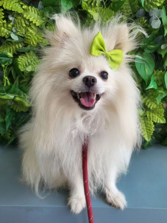 포메라니안 이미지 파일 입니다.