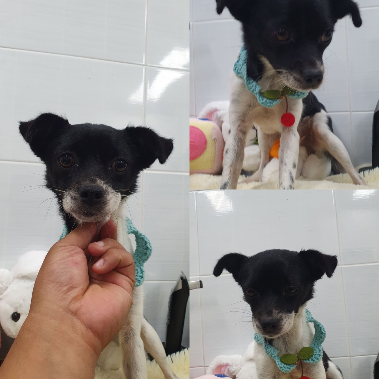 믹스견 이미지 파일 입니다.