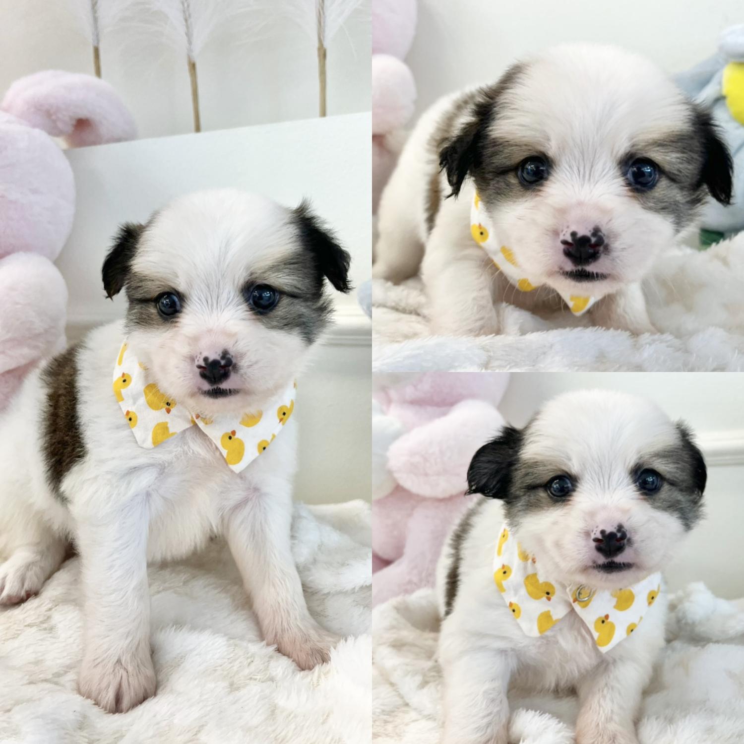 믹스견 이미지 파일 입니다.