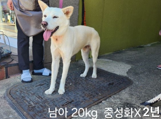 믹스견 이미지 파일 입니다.