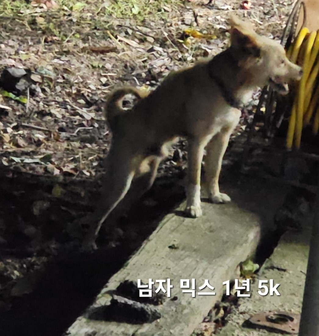 믹스견 이미지 파일 입니다.