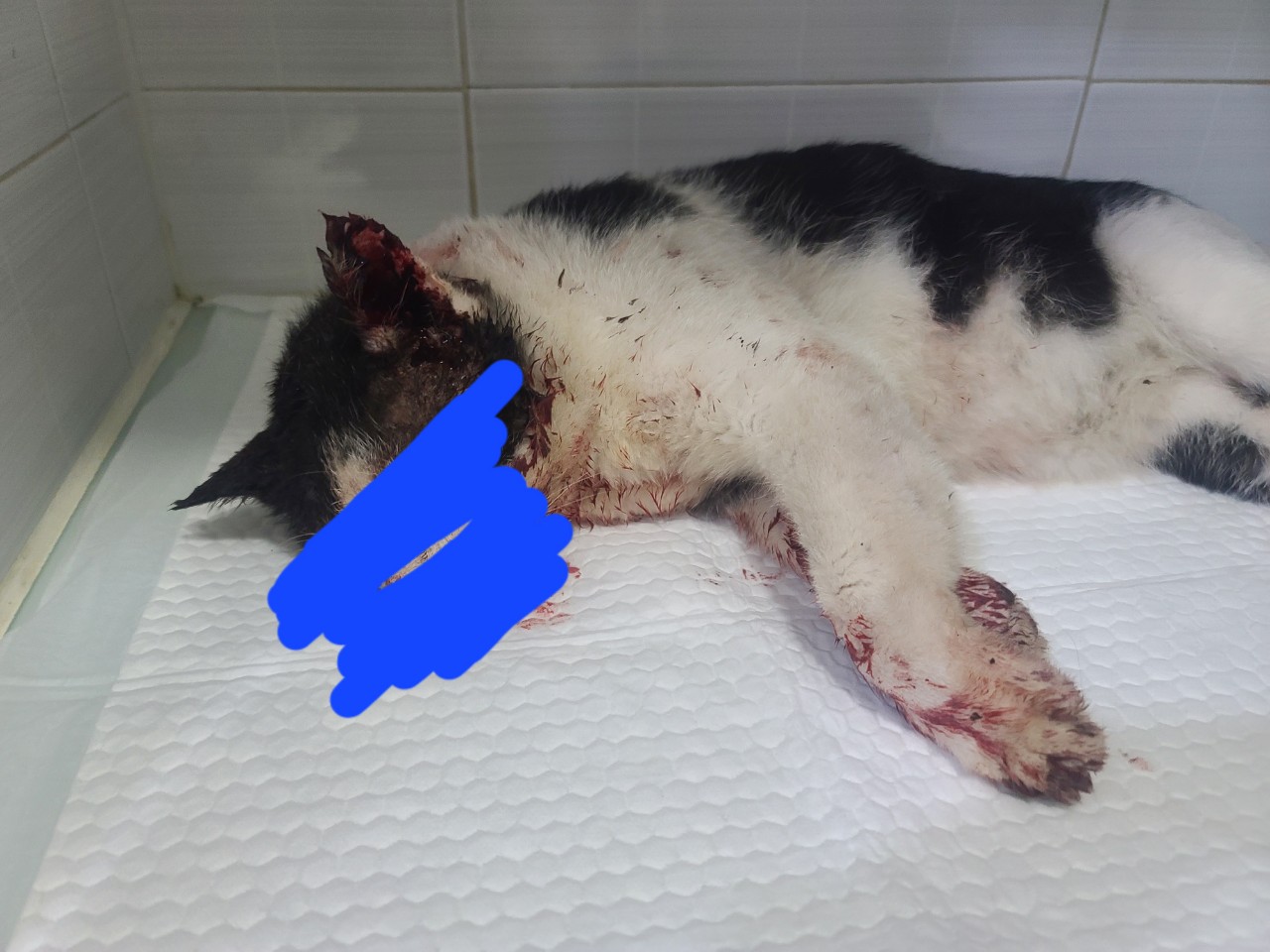 한국 고양이 이미지 파일 입니다.