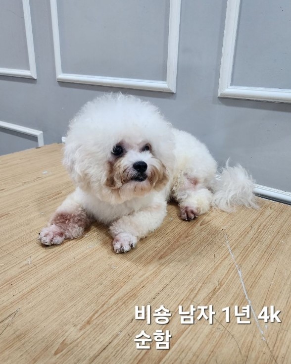 비숑 프리제 이미지 파일 입니다.
