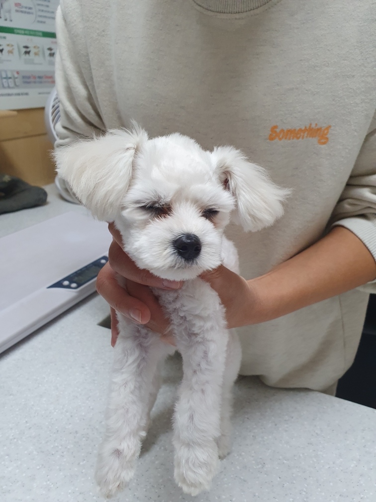 믹스견 이미지 파일 입니다.