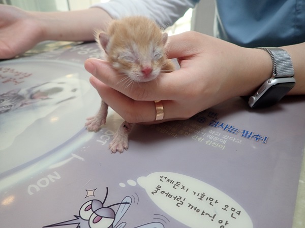 한국 고양이 이미지 파일 입니다.