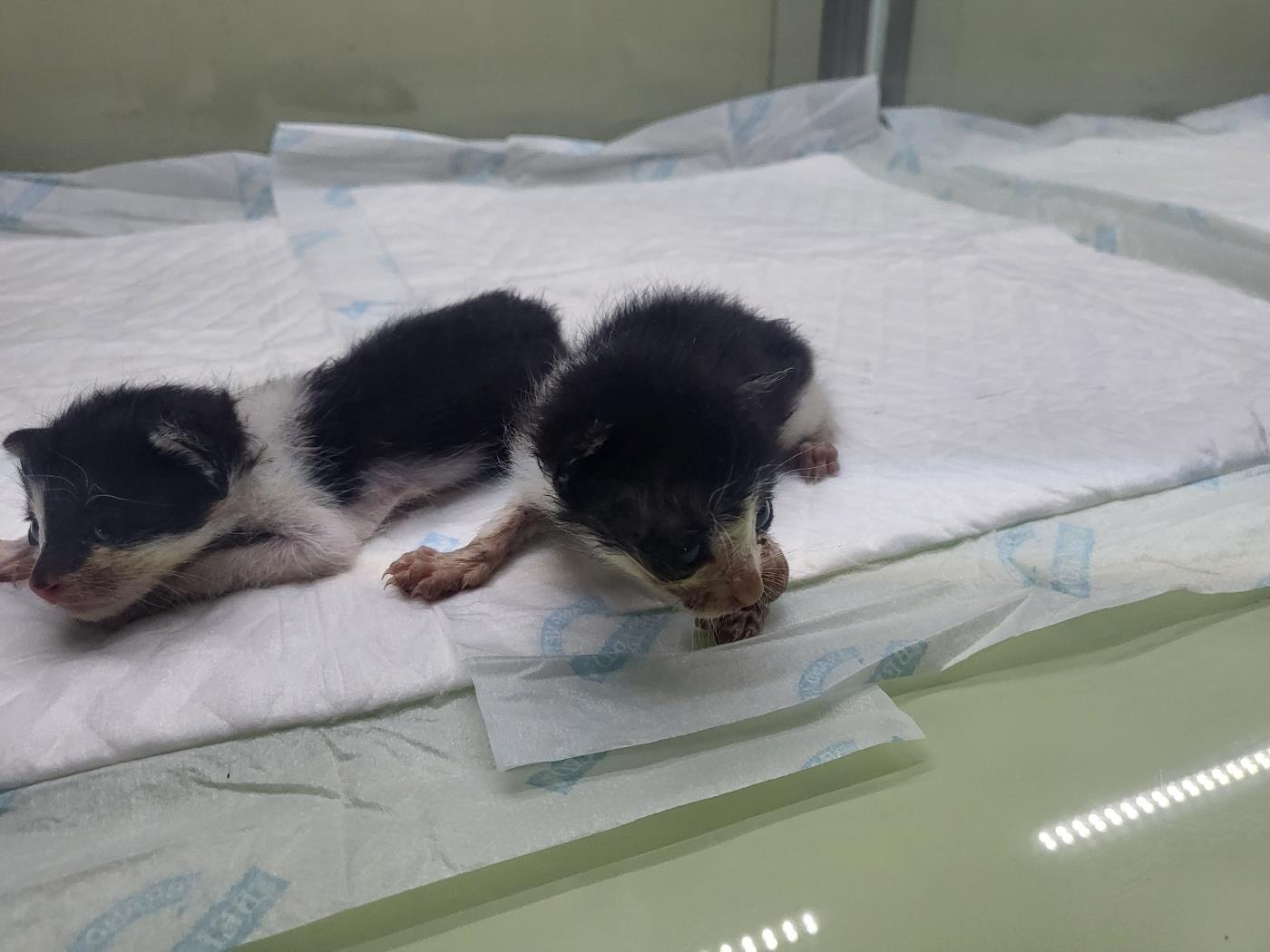 한국 고양이 이미지 파일 입니다.
