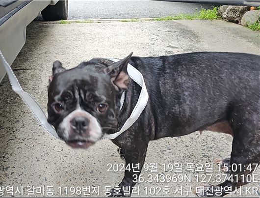 프렌치 불독 이미지 파일 입니다.