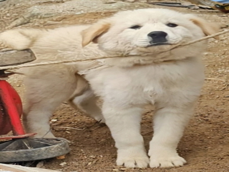 믹스견 이미지 파일 입니다.